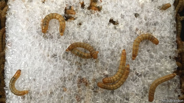 Picture 1 of Find creatures that help destroy plastic waste fastest