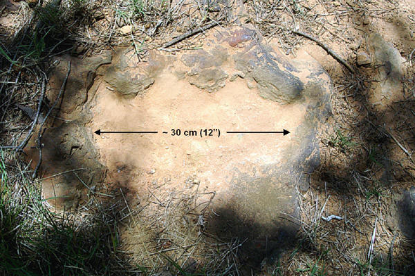 Picture 1 of Find dinosaur footprints at NASA's center