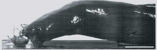 Picture 2 of Find fish jumping on land to hunt