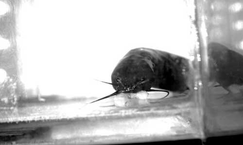 Picture 3 of Find fish jumping on land to hunt
