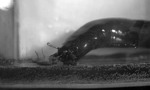 Picture 4 of Find fish jumping on land to hunt