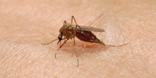 Picture 1 of Find four natural substances that kill insects