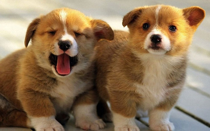 Picture 2 of Find incredible laws to protect dogs in the world