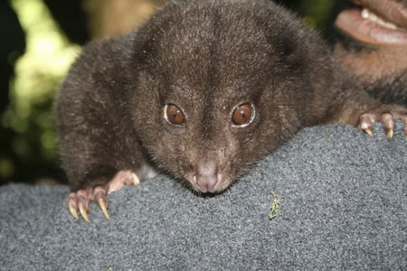Picture 10 of Find many exotic animals at Bosavi volcano