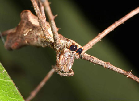 Picture 14 of Find many exotic animals at Bosavi volcano