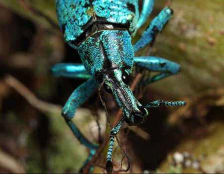 Picture 15 of Find many exotic animals at Bosavi volcano