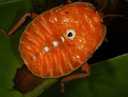 Picture 16 of Find many exotic animals at Bosavi volcano