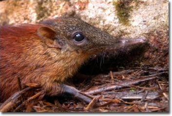 Picture 3 of Find new animals in Tanzania