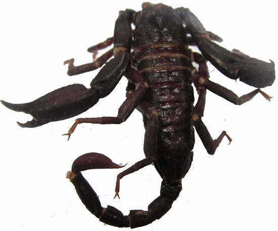 Picture 1 of Find new scorpions in Vietnam