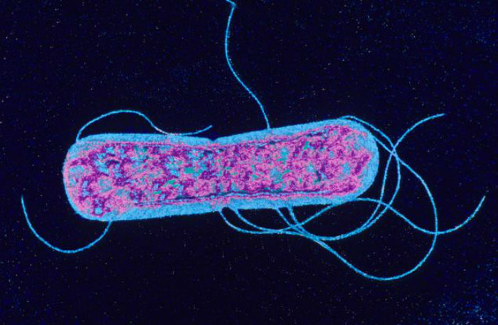 Picture 2 of Find new weapons against antibiotic resistant viruses