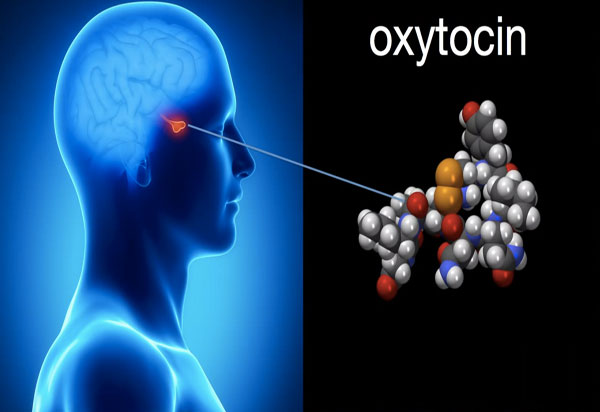 Picture 1 of Find out how oxytocin hormone controls sexual behavior