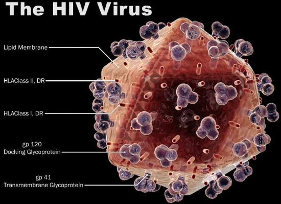Picture 1 of Find out how to block HIV virus from developing AIDS