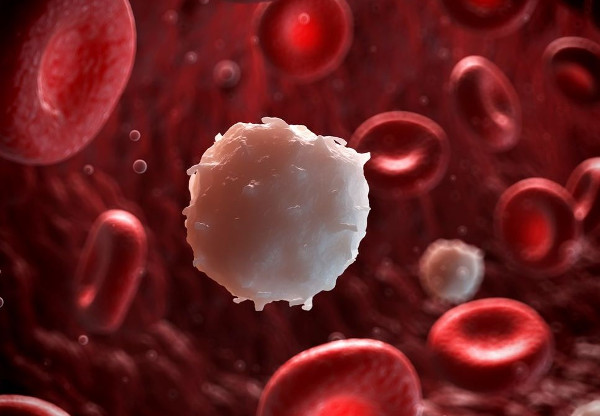 Picture 1 of Find out how to make blood cancer cells kill each other