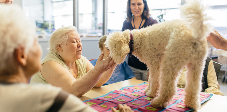 Picture 1 of Find out how to prevent Alzheimer's from developing in animals