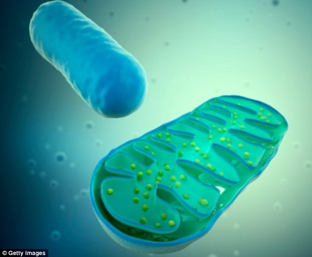Picture 1 of Find out how to replace weak old cells in the human body