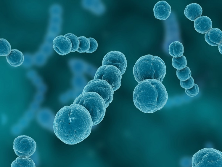 Picture 2 of Find out the bacteria that causes death in humans
