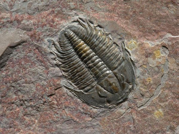Picture 3 of Find out the cause of the Great Extinction on Earth