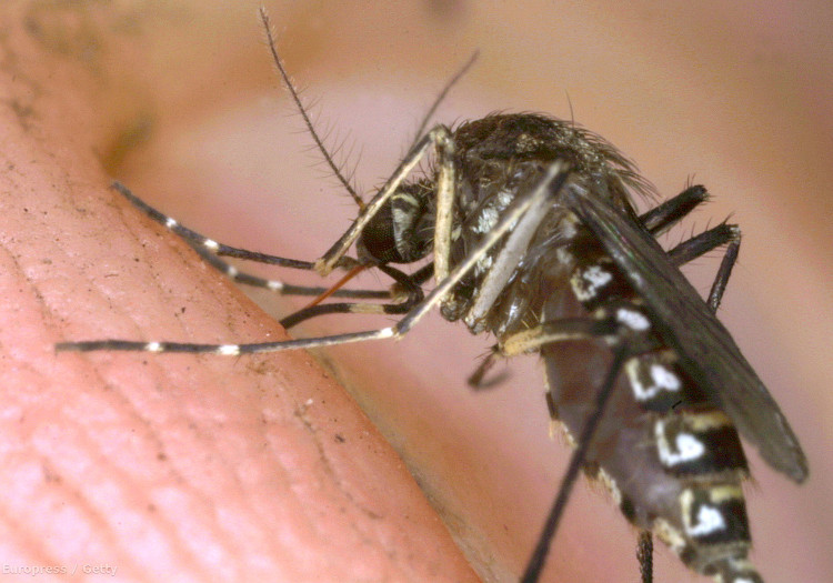 Picture 1 of Find out the largest crystal carving of mosquitoes, making them