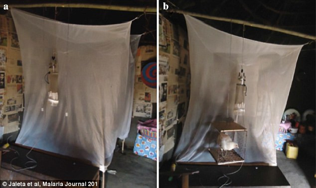 Picture 2 of Find out the largest crystal carving of mosquitoes, making them