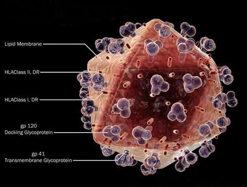 Picture 1 of Find out the mechanism to maintain HIV infection
