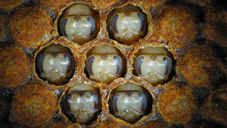 Picture 1 of Find out the 'secret' to make honey bees into queen bees