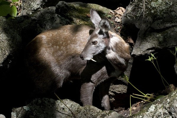 Picture 5 of Find out the unexpected origin of the deer