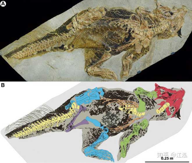 Picture 13 of Find out what determines the color of a dinosaur