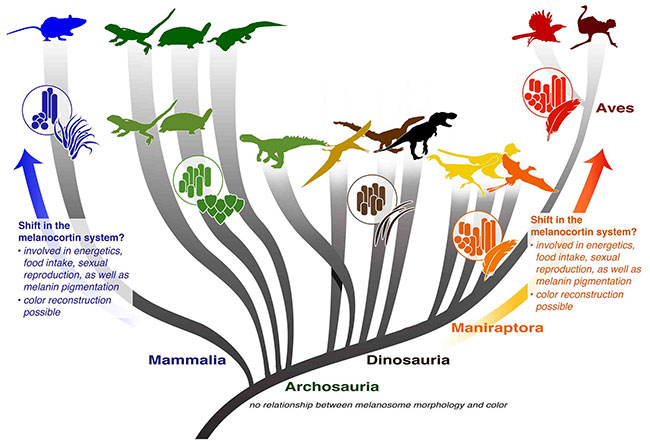 Picture 3 of Find out what determines the color of a dinosaur