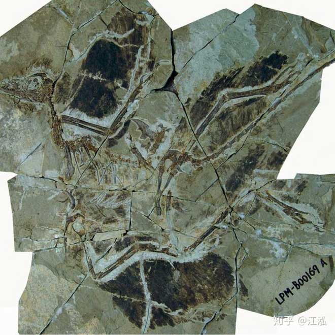 Picture 7 of Find out what determines the color of a dinosaur