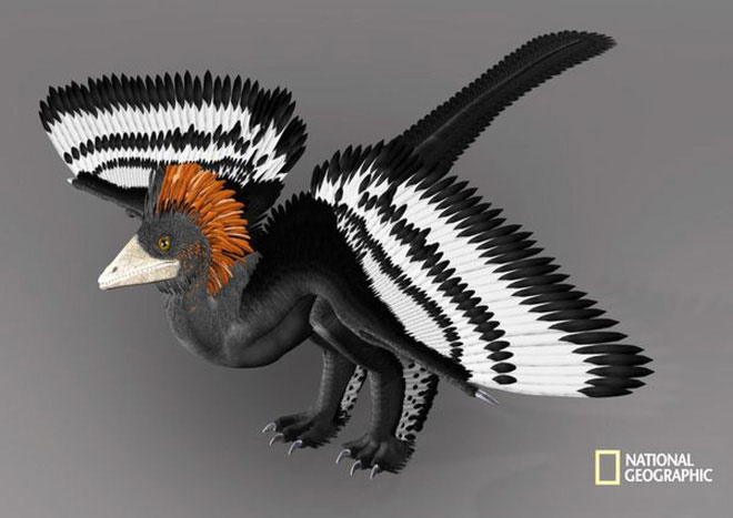 Picture 9 of Find out what determines the color of a dinosaur