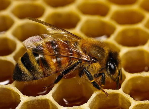 Picture 3 of Find out what kind of honey tastes like cat urine