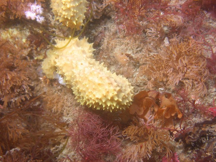 Picture 2 of Find out which compound helps kill 98% of an antibiotic-resistant bacterium from sponges