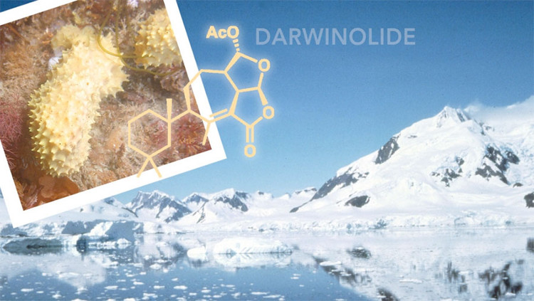 Picture 3 of Find out which compound helps kill 98% of an antibiotic-resistant bacterium from sponges