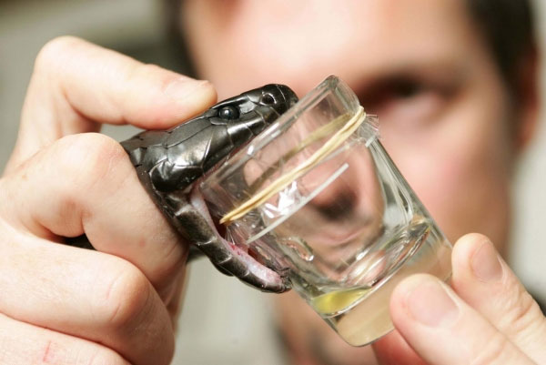 Picture 1 of Find serum to treat all snake bites for the poor