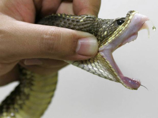 Picture 2 of Find serum to treat all snake bites for the poor