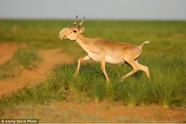 Picture 1 of Find the culprit causing 200,000 Saiga antelope to die in a month