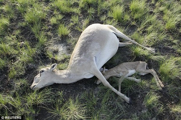 Picture 2 of Find the culprit causing 200,000 Saiga antelope to die in a month