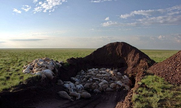Picture 3 of Find the culprit causing 200,000 Saiga antelope to die in a month