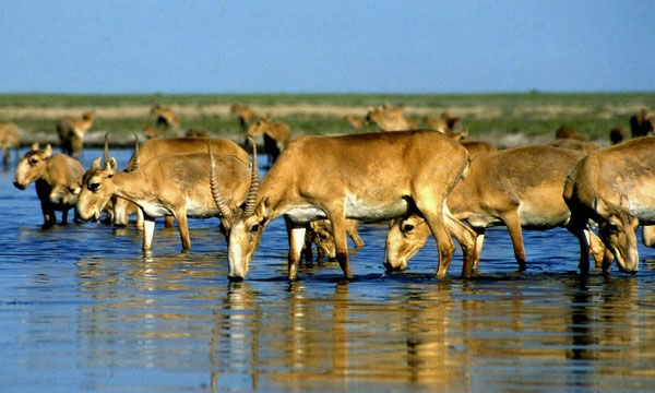Picture 4 of Find the culprit causing 200,000 Saiga antelope to die in a month