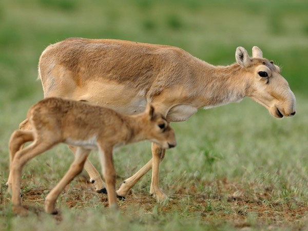 Picture 5 of Find the culprit causing 200,000 Saiga antelope to die in a month