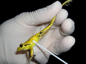 Picture 1 of Find the culprit that extends 100 species of frogs
