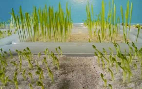 Picture 3 of Find the key of immortality from bacteria living 3.5 million years ago