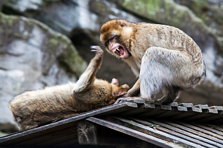 Picture 6 of Find the most cruel animal in the world
