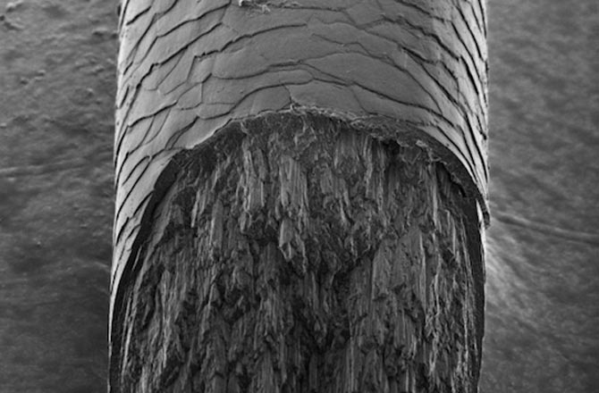 Picture 1 of Find the mysterious component of hair