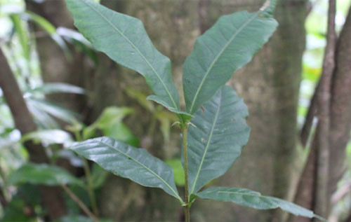 Picture 2 of Find the new distribution area of ​​the rare three-sided oak