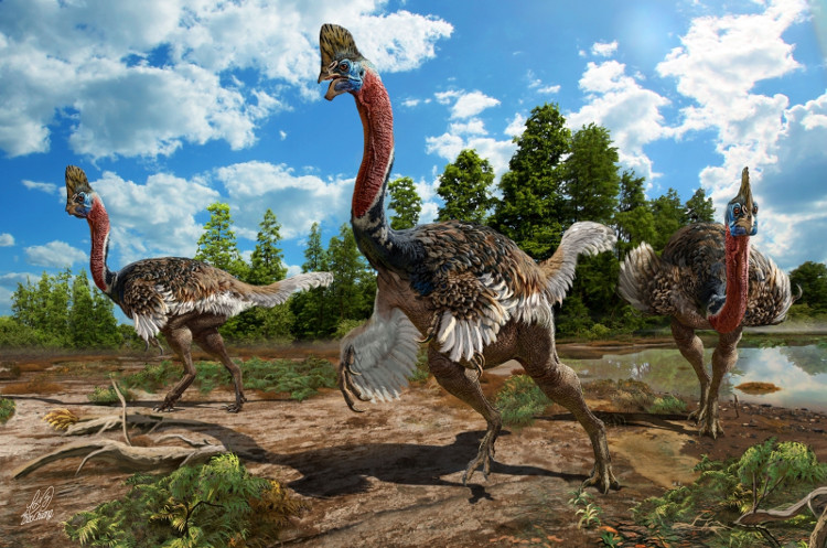 Picture 1 of Find the perfect fossil of ostrich-like dinosaurs