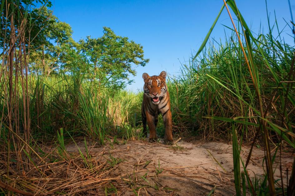 Picture 4 of Find the 'real life' version of the animals in 'The Jungle Boy' The Jungle Book