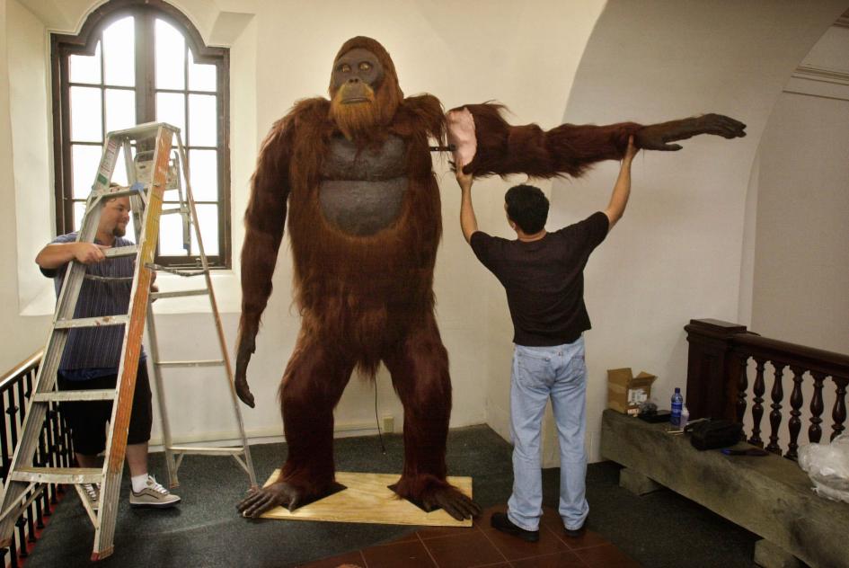 Picture 7 of Find the 'real life' version of the animals in 'The Jungle Boy' The Jungle Book