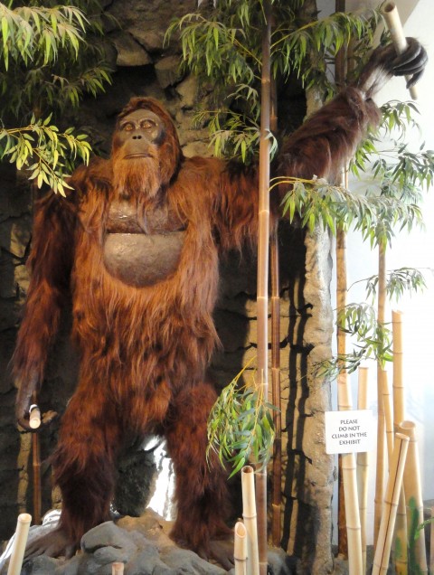 Picture 9 of Find the 'real life' version of the animals in 'The Jungle Boy' The Jungle Book