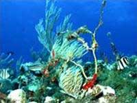 Find treasures of creatures under the sea images 1